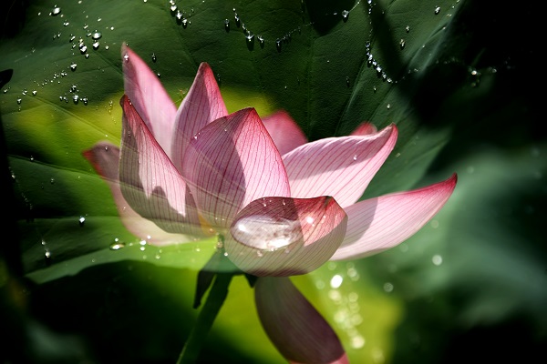 ӳ�պɻ��e�Ӽt