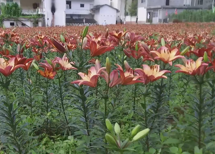 �����(zh��n)�׌á��ٺϻ���(ji��)���_(k��i)Ļ��