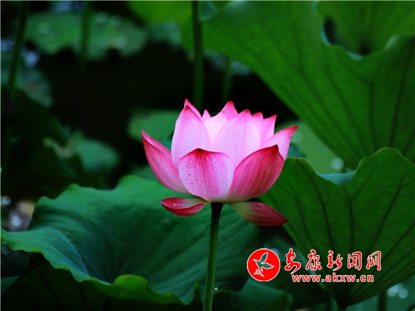 ƽ���������������Íu�Ϻɻ��_