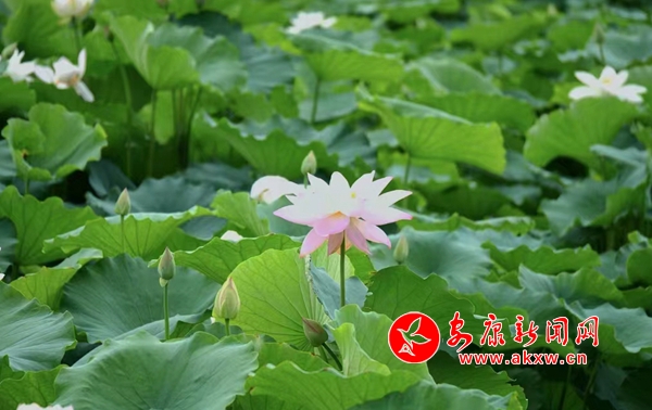 ���պɻ�չ����