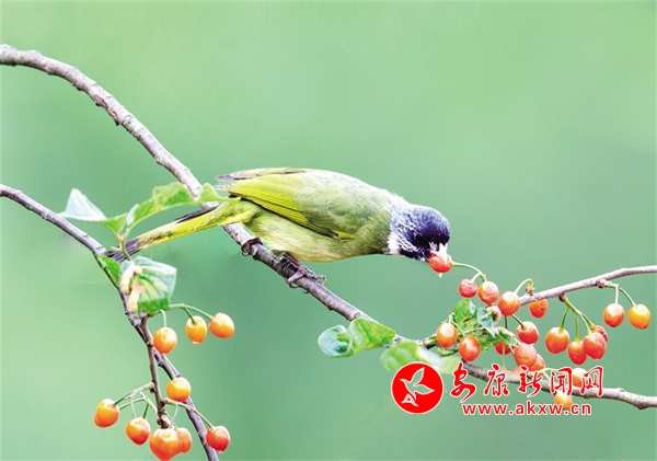 ���;���̤��ȥ �G��t�ꊙ����