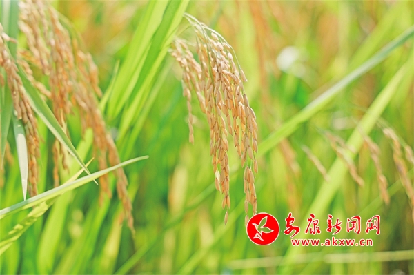 �����S �Z�M�}