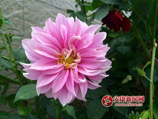 �r(n��ng)���Tǰһ֦��--ƽ��