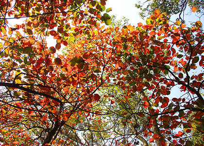 Ѯ��ﾰ�L���Mɽ�k��