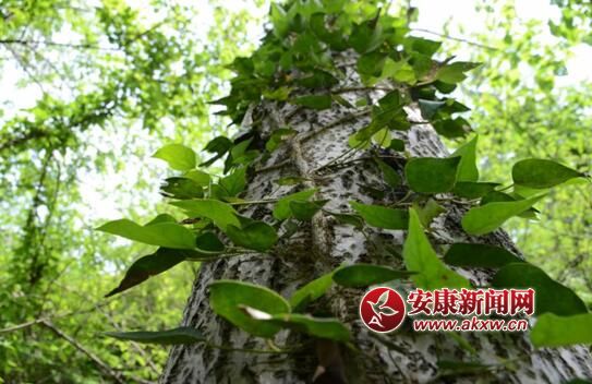 ���M(j��n)��Ȼ