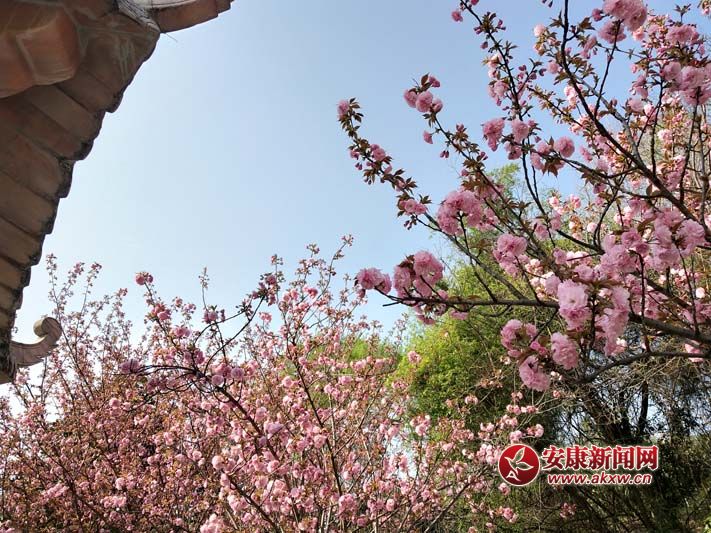 �����w�P(y��ng)