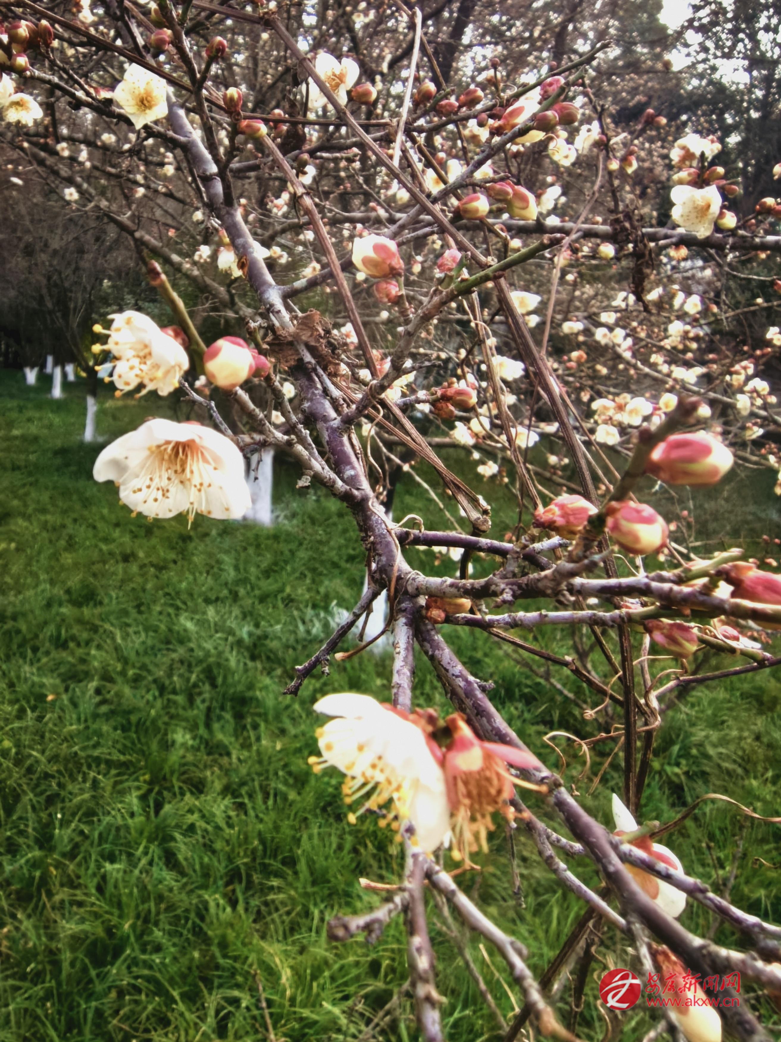 瀛湖翠屏島梅花