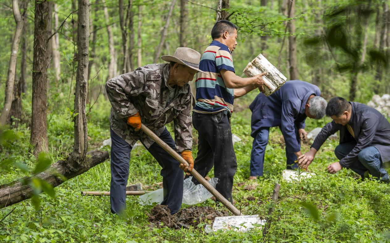 2025年4月16日，江西新余，仙女湖區(qū)河下鎮(zhèn)花園村林場，人們正在搬運、栽植靈芝菌棒。